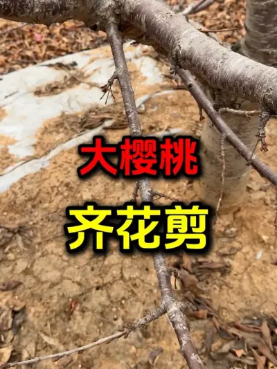 大樱桃内堂光秃#车厘子#车厘子大樱桃 #大樱桃修剪 #果树修剪