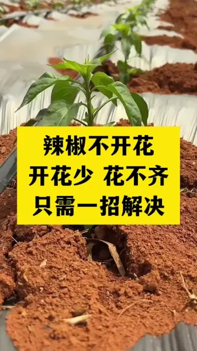 辣椒不开花，开花少，开花稀稀拉拉怎么办#农业种植 #种植小技巧 #三农种植