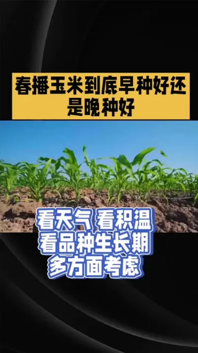 春播玉米早种晚种？