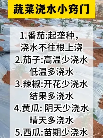 蔬菜浇水有技巧#分享农业知识帮农民增产增收 #农业种植技术 #三农