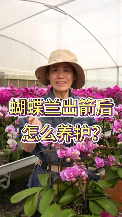 蝴蝶兰出了花箭之后要怎么养护#蝴蝶兰 #花卉 #花卉绿植 #年宵花 #蝴蝶兰养护法