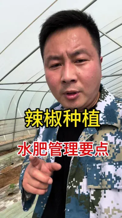 #辣椒种植  #蔬菜种植 #农业种植#大棚种植 #种植小技巧