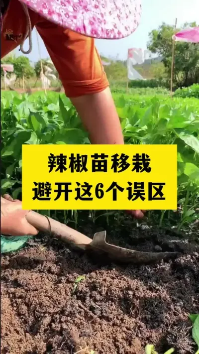 辣椒苗移栽避开6个误区#分享农业知识帮农民增产增收 #农业种植技术 #三农
