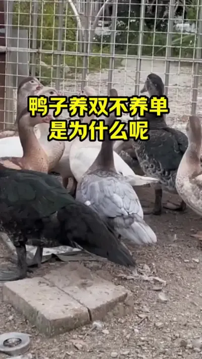 鸭子养双不养单，是为什么呢#抖音三农#养鸭#养殖