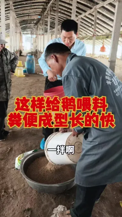 小鹅从开口吃料，就这样喂，粪便成型长得快。#养鹅 #鹅苗 #养鹅技术 #狮头鹅 #养鹅人