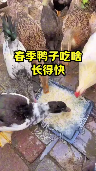 春天鸭子吃啥，长得快#抖音三农#养殖#养鸭