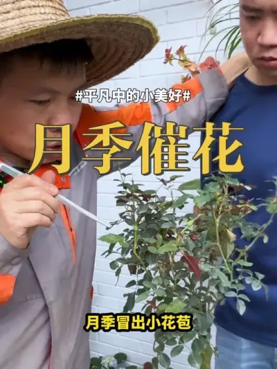 #月季 #盆栽 #养花 月季冒出小花苞，你就抓紧用上磷二催出花苞