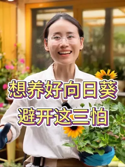 想养好向日葵，避开这三怕#向日葵 #向日葵养护 #养花小知识 #养花人的乐趣 #花卉绿植