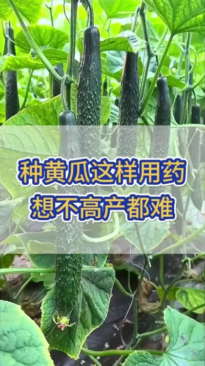 种黄瓜这样用药想不高产都难 #黄瓜 #黄瓜种植 #黄瓜高产种植 #服务三农支持三农 #三农