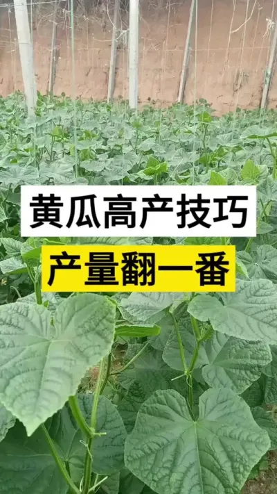 黄瓜高产技巧，产量翻一番 #黄瓜 #黄瓜高产种植 #黄瓜种植与管理 #服务三农支持三农 #三农