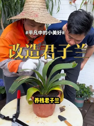 改造君子兰 #君子兰 #养花 #盆栽 教你如何让君子兰一头变多头，君子兰的养护口诀