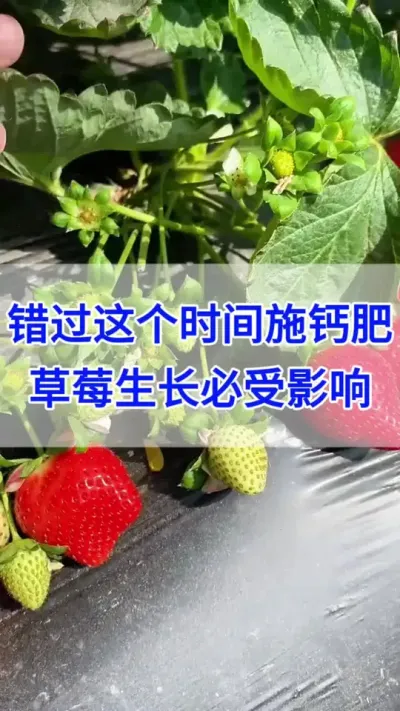 草莓钙肥什么时候用才能发挥最大作用！@巨大星-龙灯水溶肥源头厂家 #草莓种植 #种草莓 #番茄种植 #西红柿种植 #三农种植