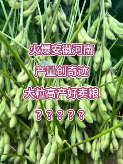 火爆安徽河南，产量创奇迹 #服务三农支持三农 #抖音助农 #农业种植 #大豆高产 #高产大豆
