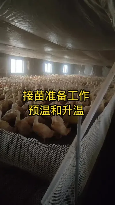 #养鸭技术 #养鸭流程 #肉鸭养殖 #蛋鸭