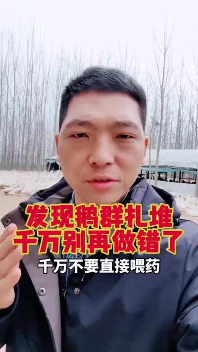 发现鹅群扎堆，千万别再做错了。记住这个三步法。#鹅苗 #养鹅 #狮头鹅 #科学养鹅 #养鹅技术