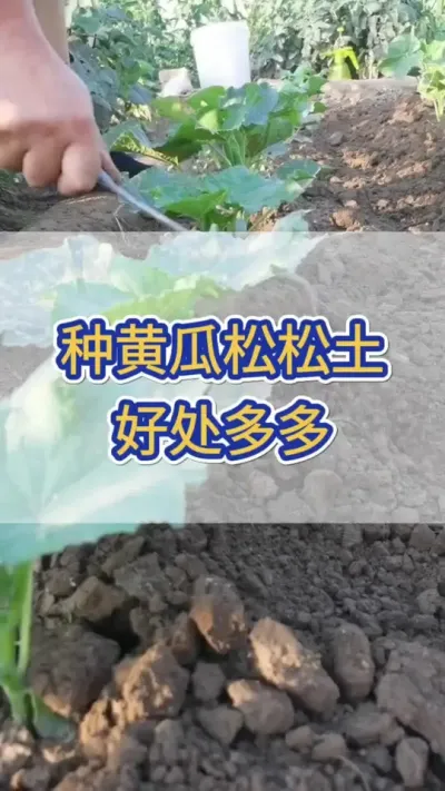 种黄瓜松松土，好处多多 #黄瓜 #黄瓜种植 #黄瓜高产种植 #三农 #服务三农支持三农