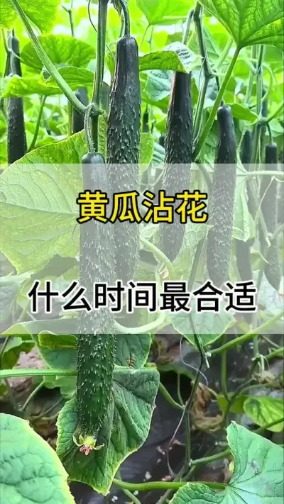 黄瓜沾花什么时间最合适 #黄瓜 #黄瓜种植 #黄瓜高产种植 #服务三农支持三农 #三农