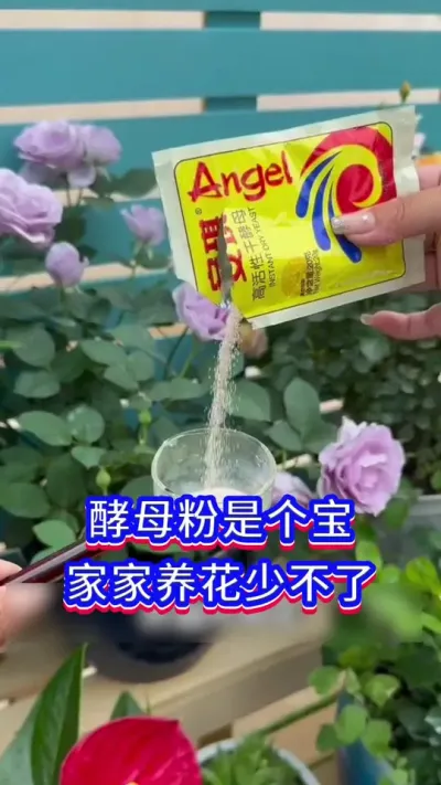 酵母粉养花的方法#养花小知识 #三农 #英子园艺