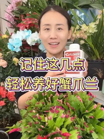 记住这几点 轻松养好蟹爪兰#蟹爪兰 #蟹爪兰的养殖方法 #蟹爪兰开花啦 #花卉绿植 #养花小知识