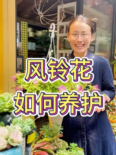 风铃花如何养护？#养花小知识 #风铃花开 #风铃花怎么养#花卉绿植 #爱生活爱养花