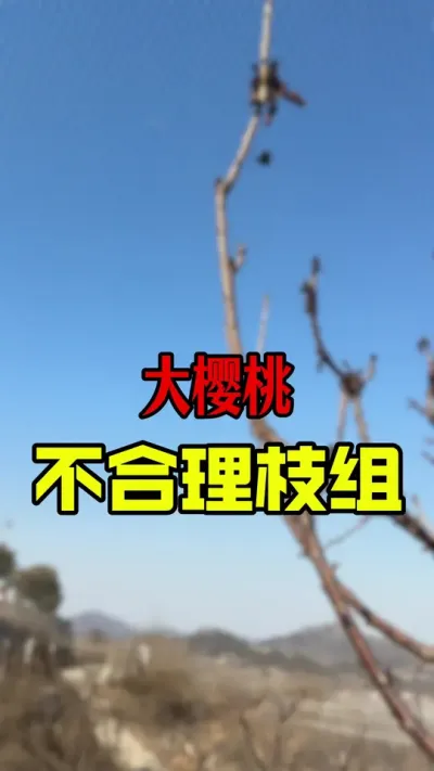 该疏除的不要客气#大樱桃修剪 #车厘子树苗 #车厘子大樱桃 #果树种植