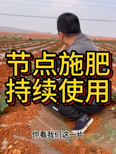 云南又开始啦#农业种植 #红薯种植 #红薯种植技术 #节点施肥 #增薯淋
