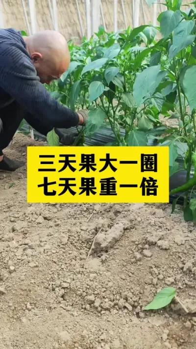 三天果大一圈，七天果重一倍，辣椒又大又多 #辣椒种植技术 #三农 #分享农业小知识