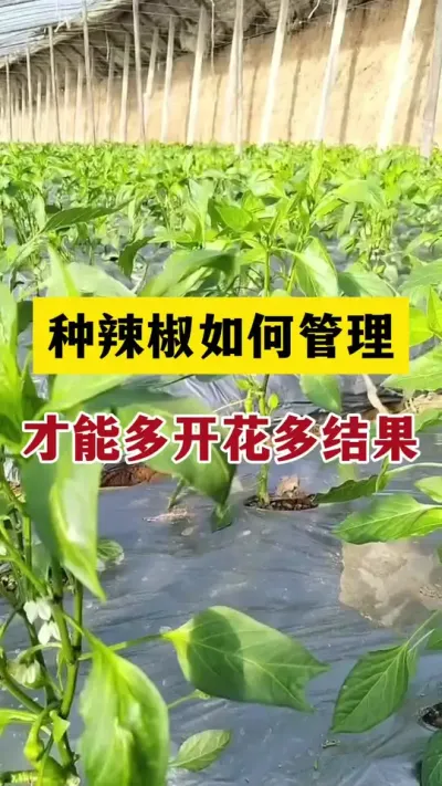 种辣椒如何管理才能开花多座果多 #辣椒管理技术 #分享农业小知识 #农业技术分享