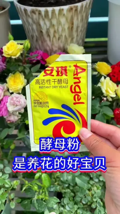 家庭养花小技巧#花卉绿植 #爱生活爱养花 #英子园艺