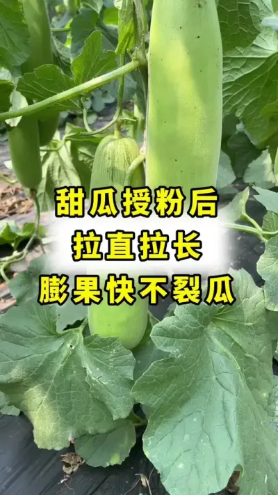 甜瓜授粉后，膨果快，不裂瓜，拉直拉长！#传播农业小知识 #甜瓜种植 #甜瓜授粉 #良田神话#大圣金太龙