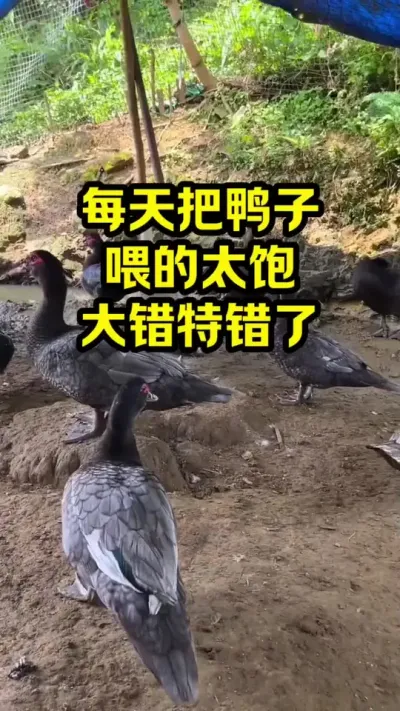 每天把鸭子，喂的太饱大错特错了 #抖音三农#养鸭#养殖