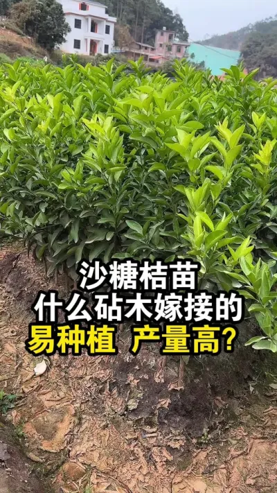 沙糖桔苗用什么砧木嫁接的，易管理产量高呢？ #果苗供应 #沙糖桔 #沙糖桔苗