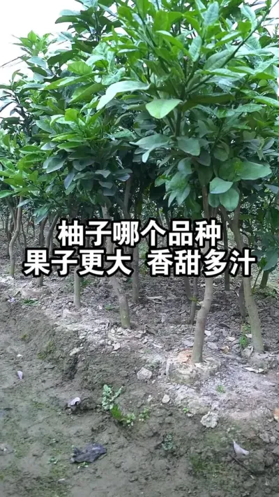 柚子种植哪个品种，果子大，香甜多汁呢？ #果苗供应 #柚子树 #泰国红宝石青柚