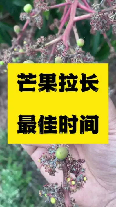 芒果拉长最佳使用时间，别错过了 #抖音助农 #服务三农支持三农 #拉长膨大
