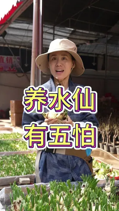 水仙有五怕，看看你都知道吗#水仙花 #花卉绿植 #养花小知识 #花卉 #水仙