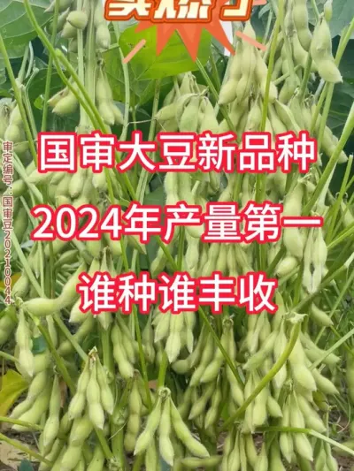 国审大金豆，亩产创新高，700斤大颗粒 #蔬菜种子 #优质农产品 #种子 #抖音助农 #服务三农支持三农