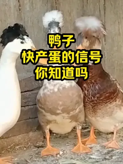 鸭子，快产蛋的信号，你知道吗 #抖音三农#养殖#养殖