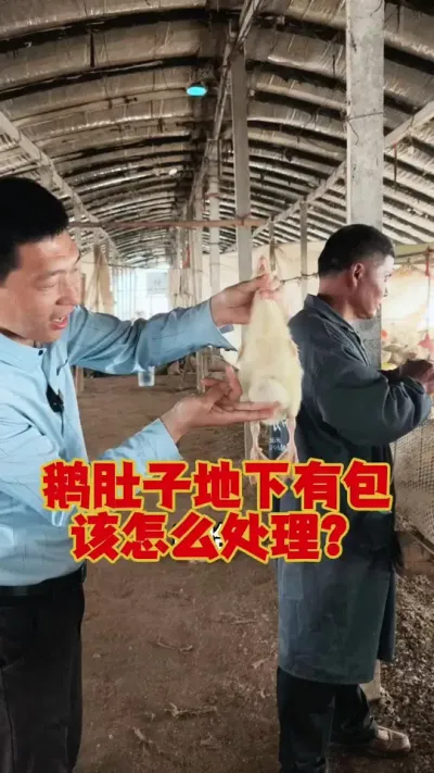 鹅肚子底下有个大包，该怎么处理？还有救吗？#养鹅人 #鹅苗 #狮头鹅 #养鹅技术 #养鹅