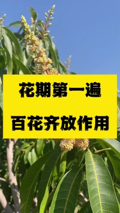 芒果花期的第一遍百花齐放，解决花质量问题 #农业技术推广 #病虫害防治 #芒果花期三遍药