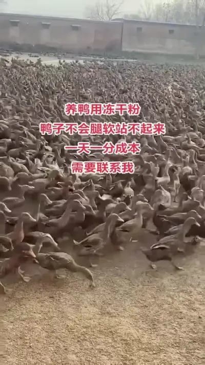 #肉鸭养殖 #三农养殖 #蛋鸭