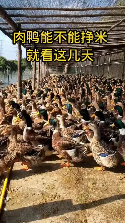 #肉鸭养殖 #鸭子的养殖方法 #养殖技术交流 #畜禽养殖