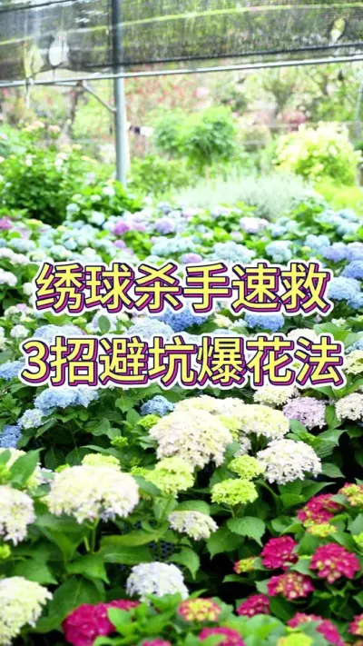 绣球杀手速救，3招避坑爆花法#花卉绿植 #养花小知识 #养护小知识 #养花的乐趣 #绣球