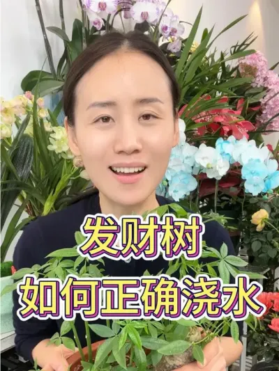 发财树如何正确浇水#花卉绿植 #爱生活爱养花 #发财树养护 #花卉 #发财树