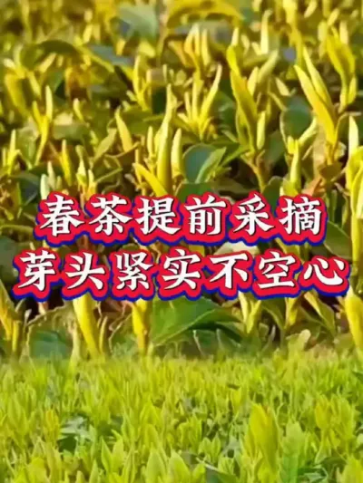 #抖音助农扶农 #茶树种植技术与管理 #春茶采摘 #春茶季