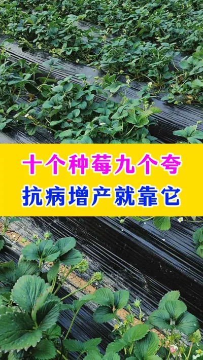 十个种莓九个夸，抗病增产就靠它#草莓种植 #农业种植 #三农 #种植小技巧 
