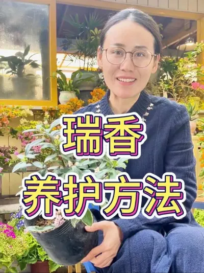 瑞香养护方法#瑞香 #瑞香养护 #花卉绿植 #养花小知识 #养花技巧