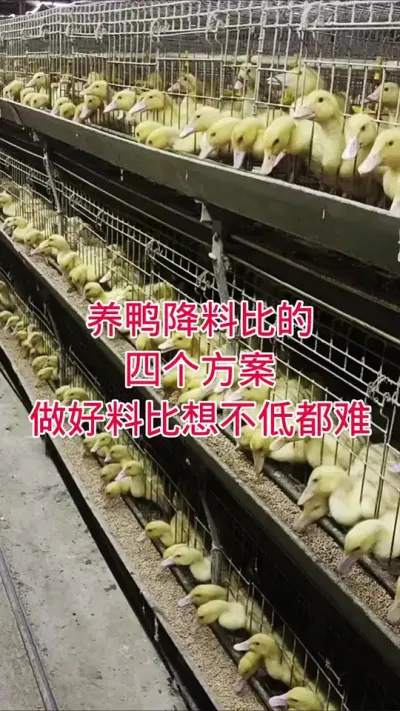 养鸭降料比的四个方案，做好料比想不低都难#肉鸭养殖 #养鸭人 #养鸭 #养鸭技术 #鸡鸭鹅养殖