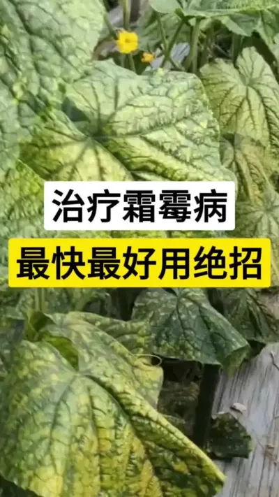 治疗霜霉病，最快最好用绝招 #黄瓜 #黄瓜种植技术 #霜霉病 #农业种植技术 #服务三农支持三农