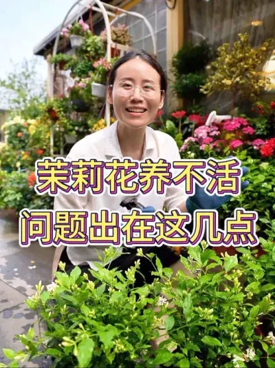 茉莉花养不活，问题出在这几点#茉莉花 #茉莉花养护技巧 #养花小知识 #花卉绿植 #养花人的乐趣