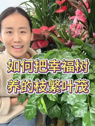 如何把幸福树养的枝繁叶茂#幸福树 #幸福树的养护 #花卉绿植 #养花小知识 #种植小技巧